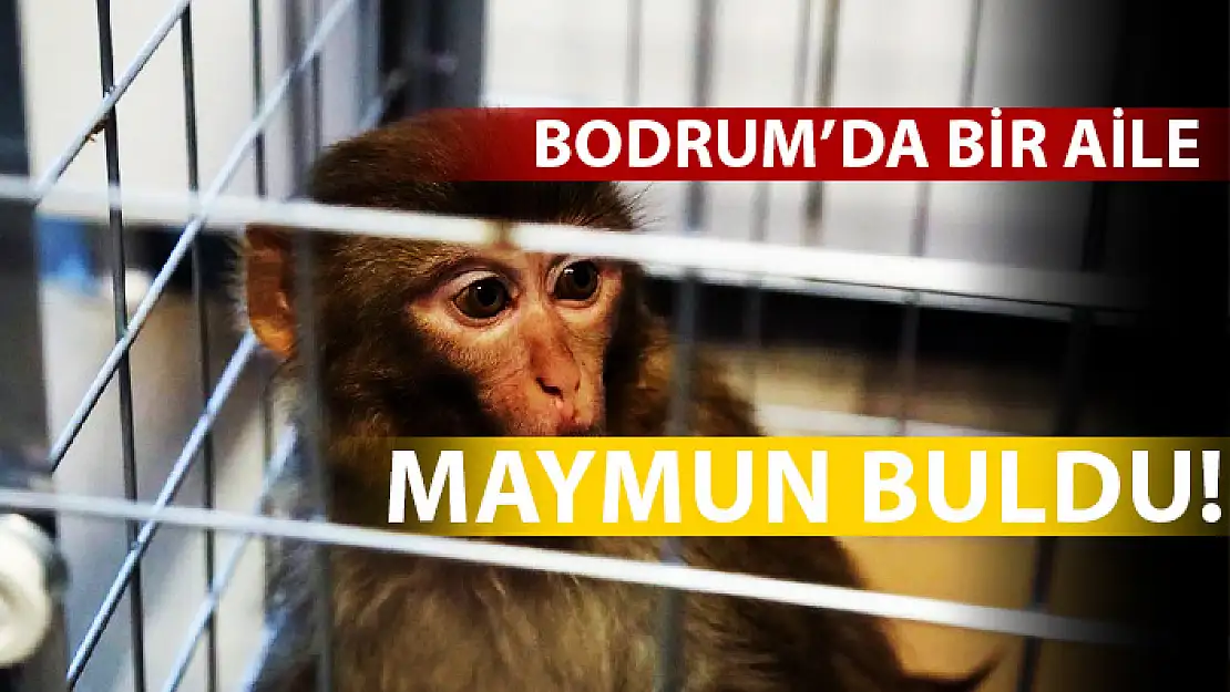 BODRUM'DA BULUNAN MAYMUN BELEDİYE BAKIMEVİNE ULAŞTI