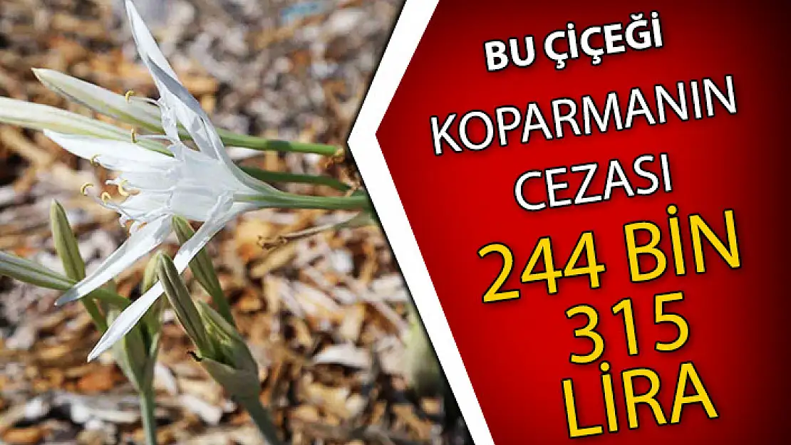 BU ÇİÇEĞİ KOPARMAK CEBİ YAKAR: 244 BİN 315 LİRA CEZASI VAR