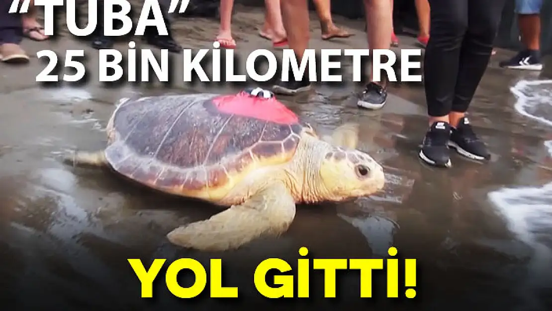 'CARETTA CARETTA TUBA' 25 BİN KİLOMETRE YOL KATETTİ!