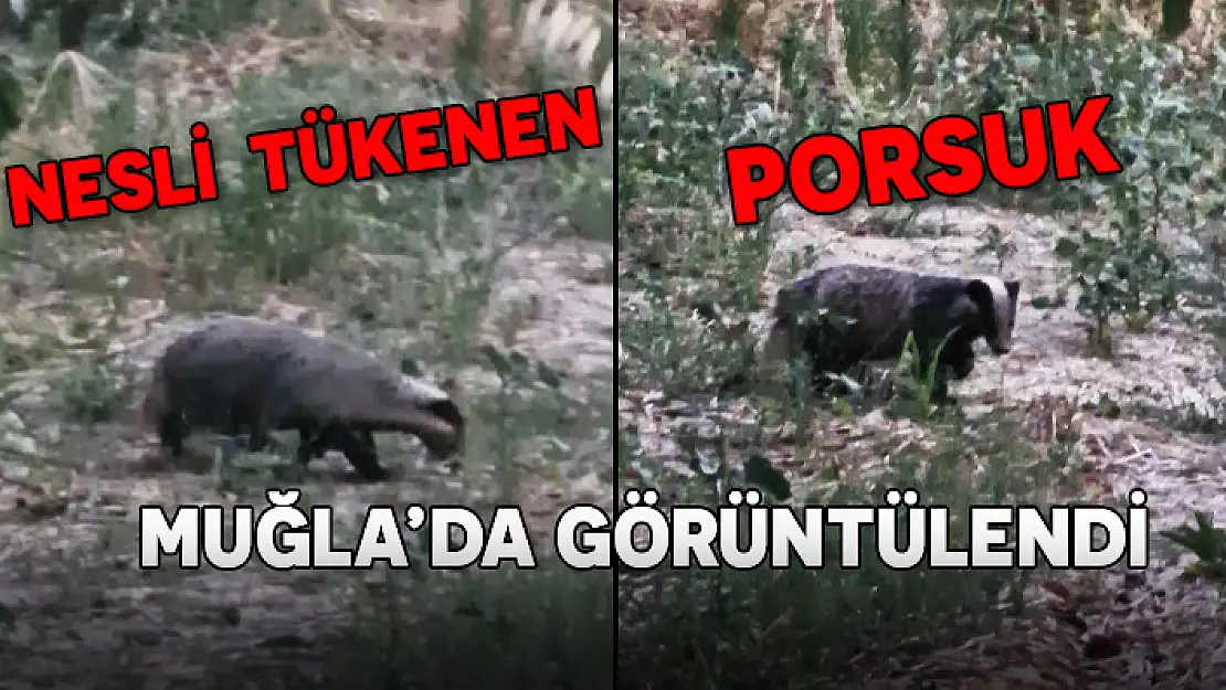 KIRMIZI LİSTEDEKİ PORSUK DOĞA FOTOĞRAFÇISI TARAFINDAN GÖRÜNTÜLENDİ