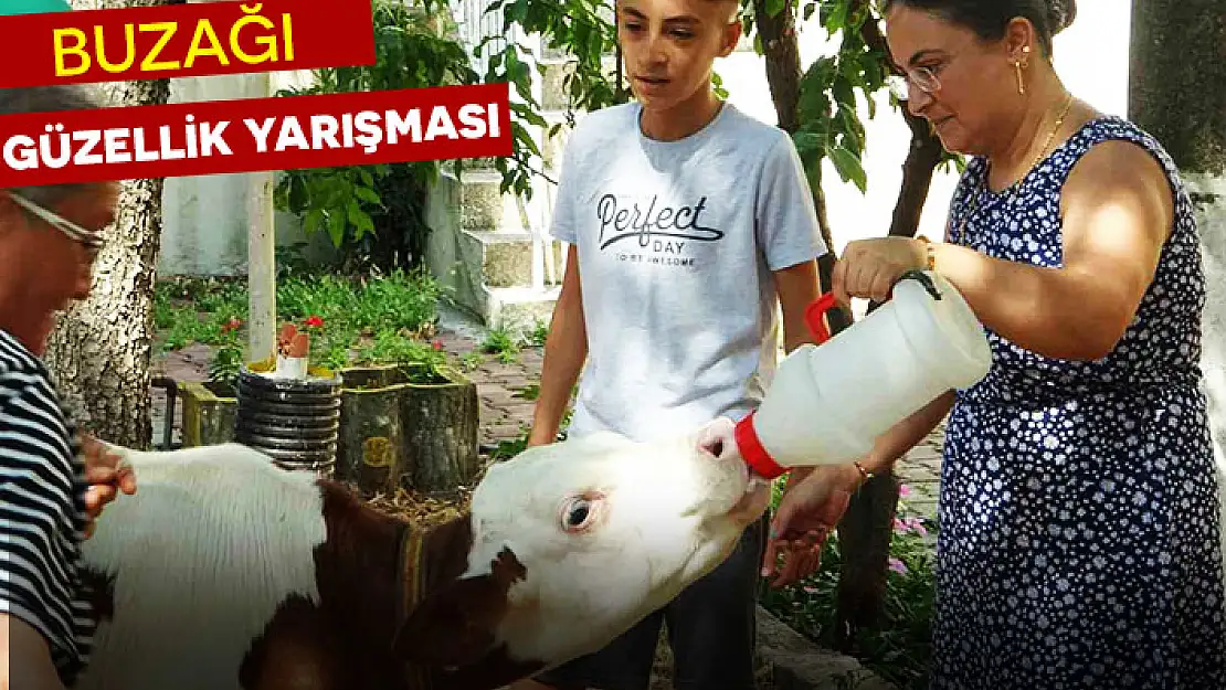 GELENEKSEL BUZAĞI GÜZELLİK YARIŞMASI RENKLİ ANLARA SAHNE OLDU