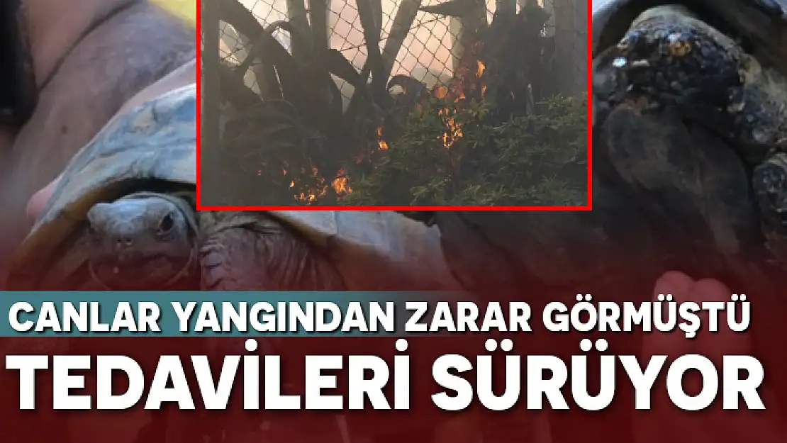 MUĞLA'DA YANGINDAN ZARAR GÖREN KAPLUMBAĞALARIN TEDAVİSİ SÜRÜYOR