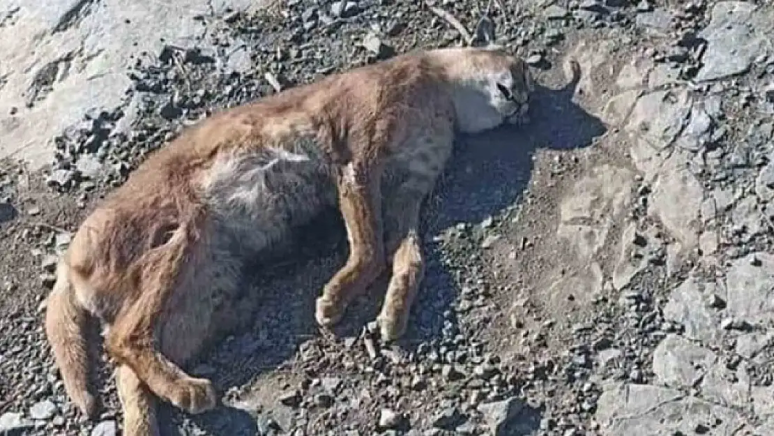 'ORMANIN HAYALET KEDİSİ' KARAKULAK ÖLÜ BULUNDU