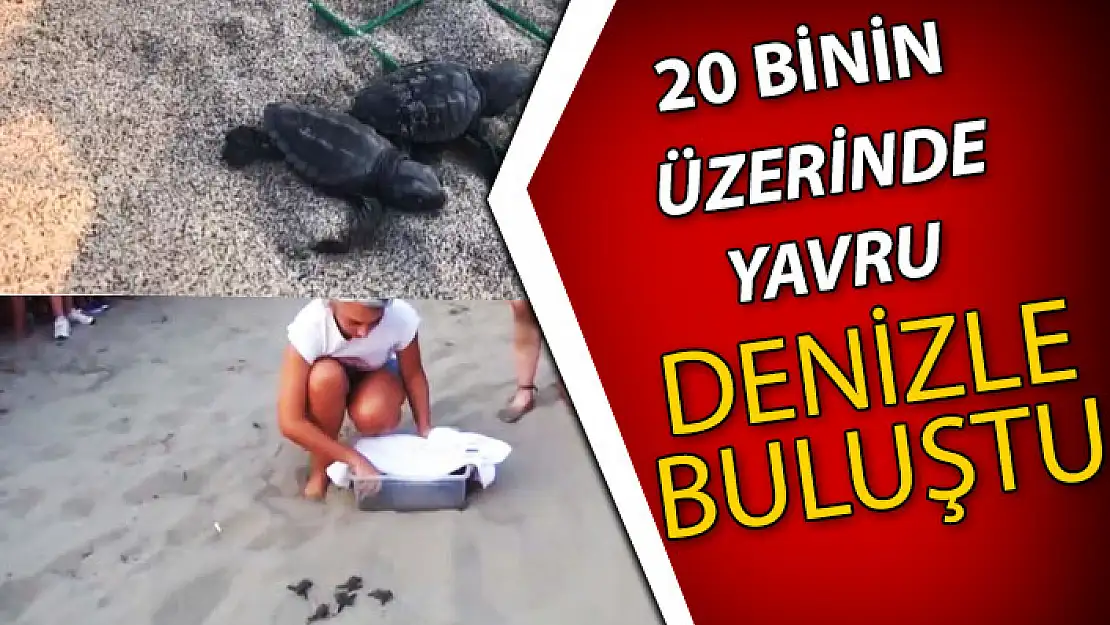 PATARA KUMSALI'NDA YÜKSEK YUVA SAYISI REKORU KIRILDI