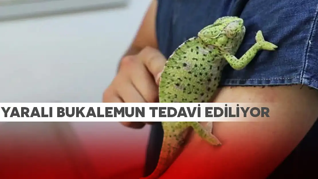 YARALI BUKALEMUN TEDAVİ EDİLİYOR