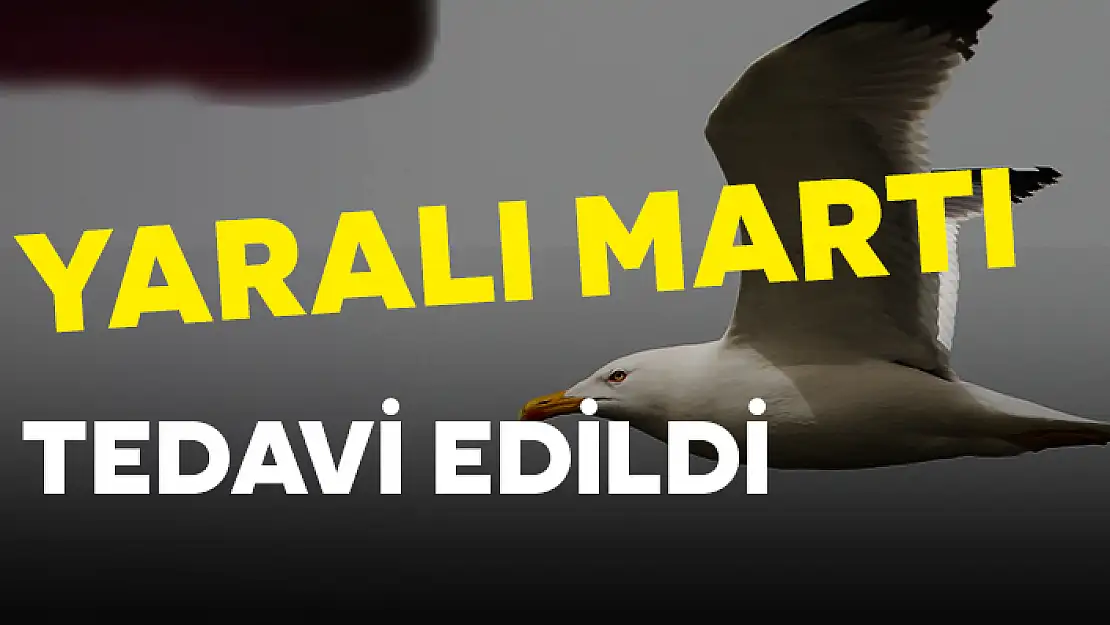 YARALI BULUNAN GÜMÜŞ MARTI TEDAVİ EDİLDİ