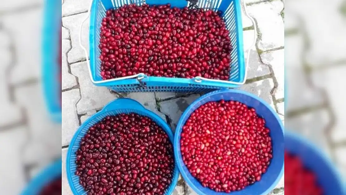 ÜRETİMİ DÜŞEN KIZILCIK, 50 TL'YE SATILIYOR