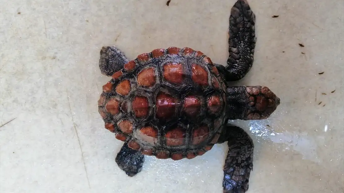 BODRUM'DA YAVRU CARETTA CARETTA KURTARILAMADI