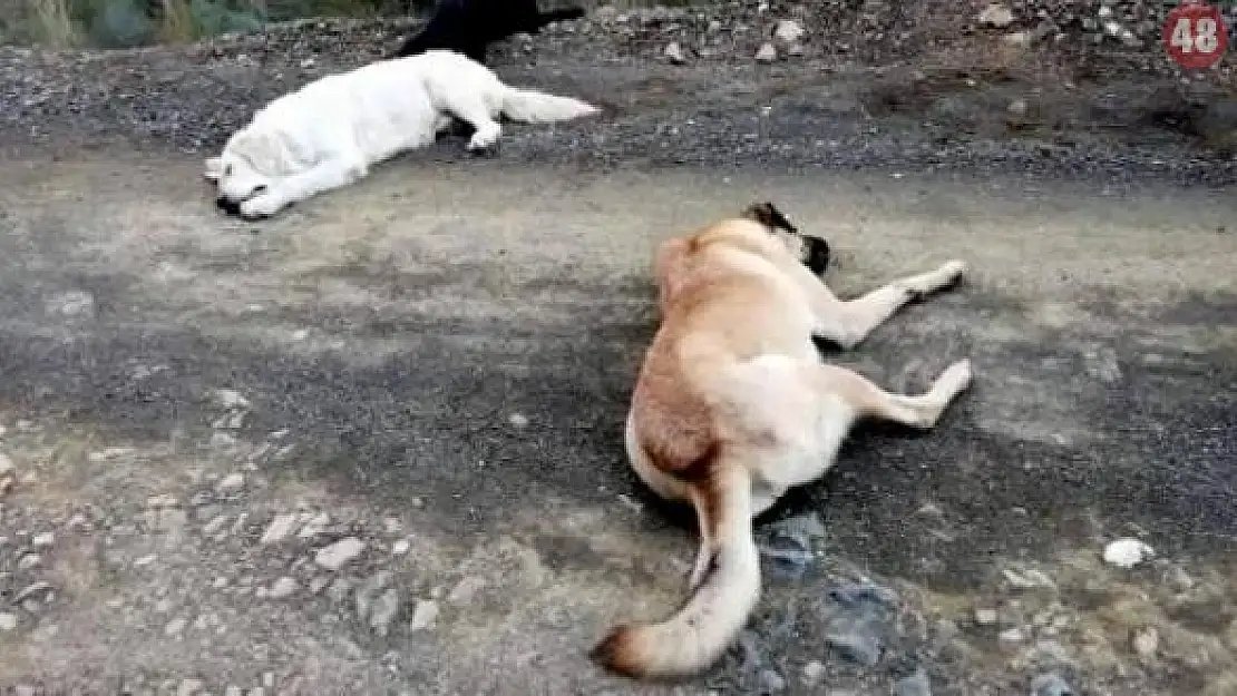 Kümesteki 45 Tavuğu Köpekler Telef Etti