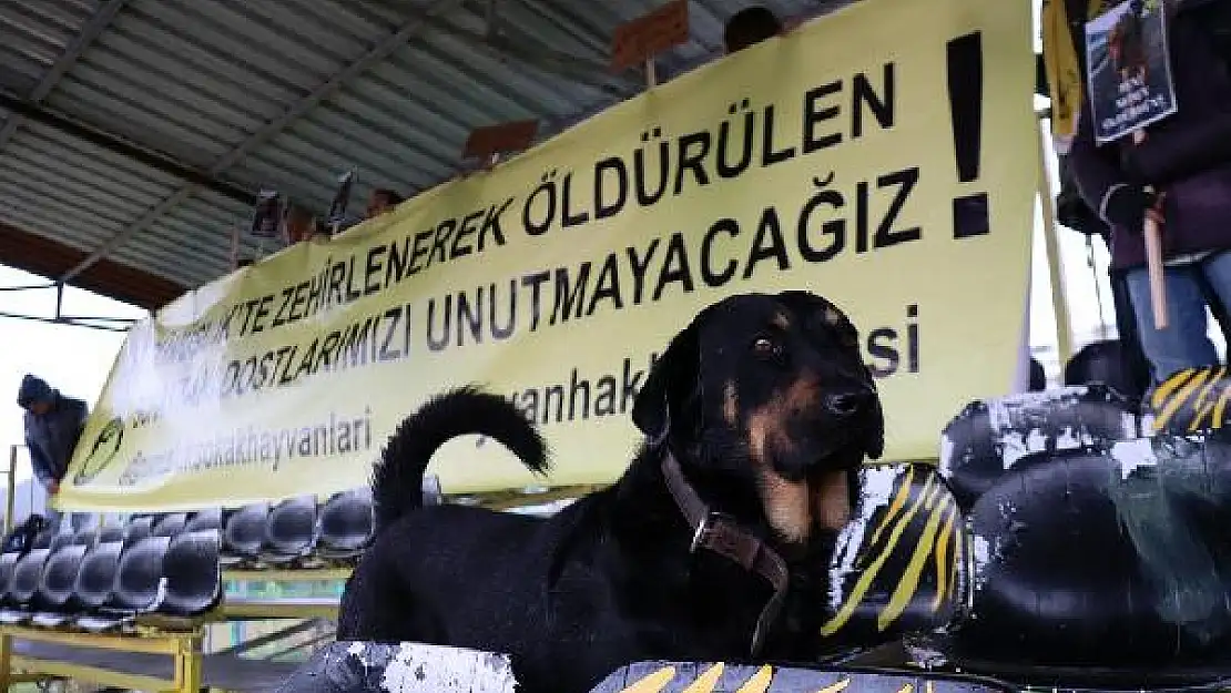 BODRUM'DA KÖPEKLERİN ZEHİRLENEREK ÖLDÜRÜLMESİNE TRİBÜNDE PROTESTO