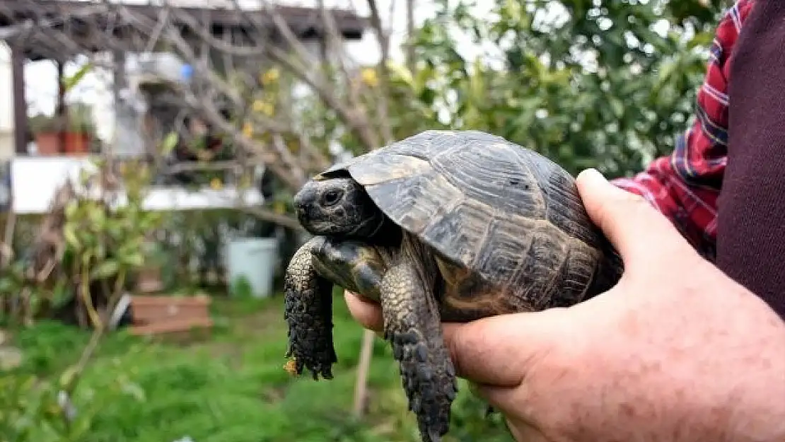 Çöpte Buldukları Kaplumbağa Ailenin Parçası Oldu