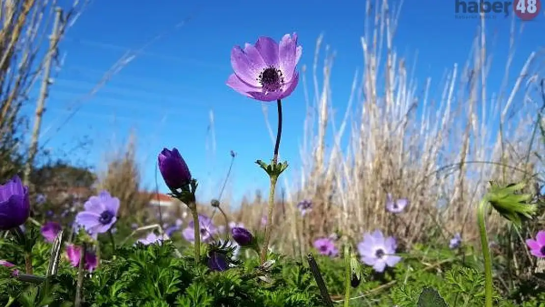 Datça'da Anemonlar Açtı