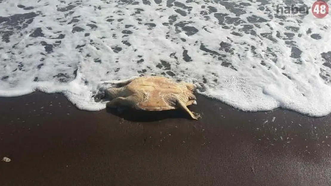 Datça Sahilinde 2'si Ölü, 3 Caretta Caretta Bulundu