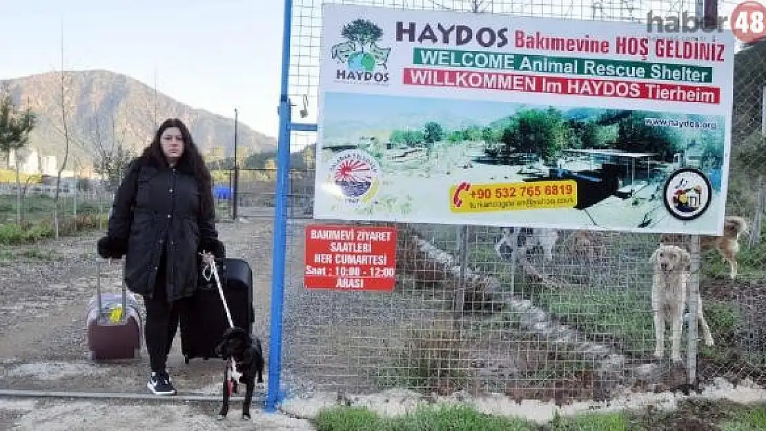 Fethiye'de Koca Şiddetinden Kaçtı, Hayvan Barınağına Sığındı