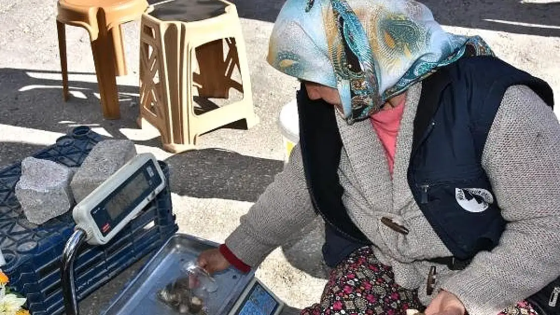 KUZUGÖBEĞİ MANTARININ KİLOSU 140 LİRA