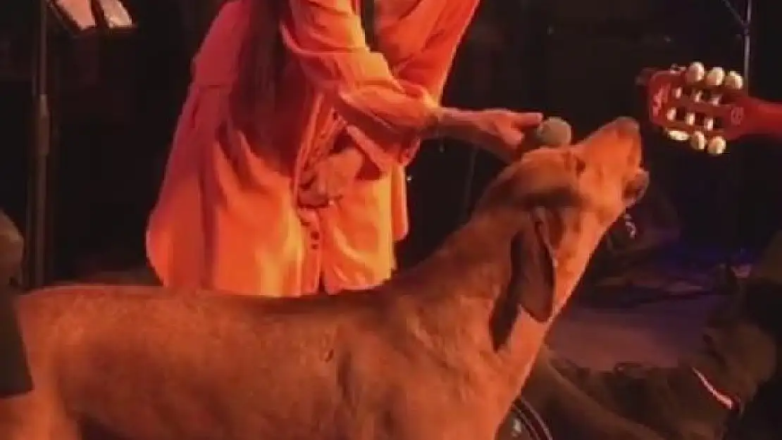 LEMAN SAM İLE DÜET YAPAN SOKAK KÖPEĞİ'Nİ ZEHİRLEDİLER