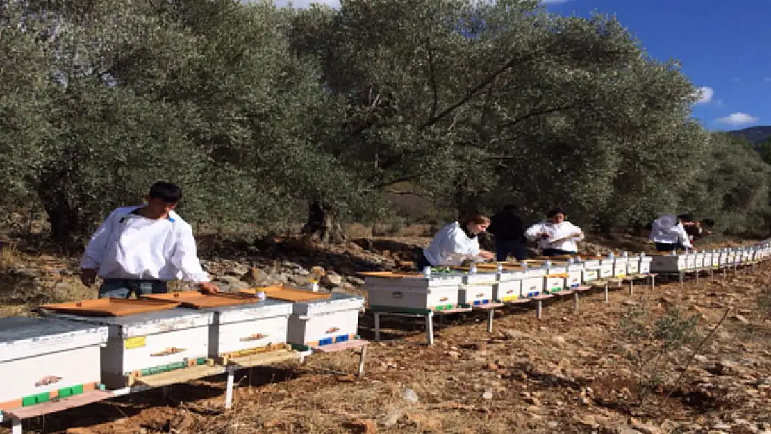 MUĞLA'DA ARICILIĞIN GELİŞTİRİLMESİ İÇİN PROTOKOL