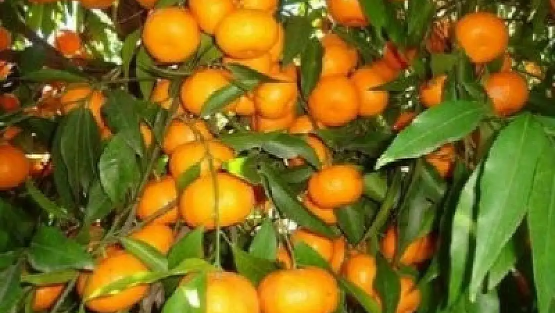 Muğla, Narenciyede Yüksek Verim ile Seviniyor