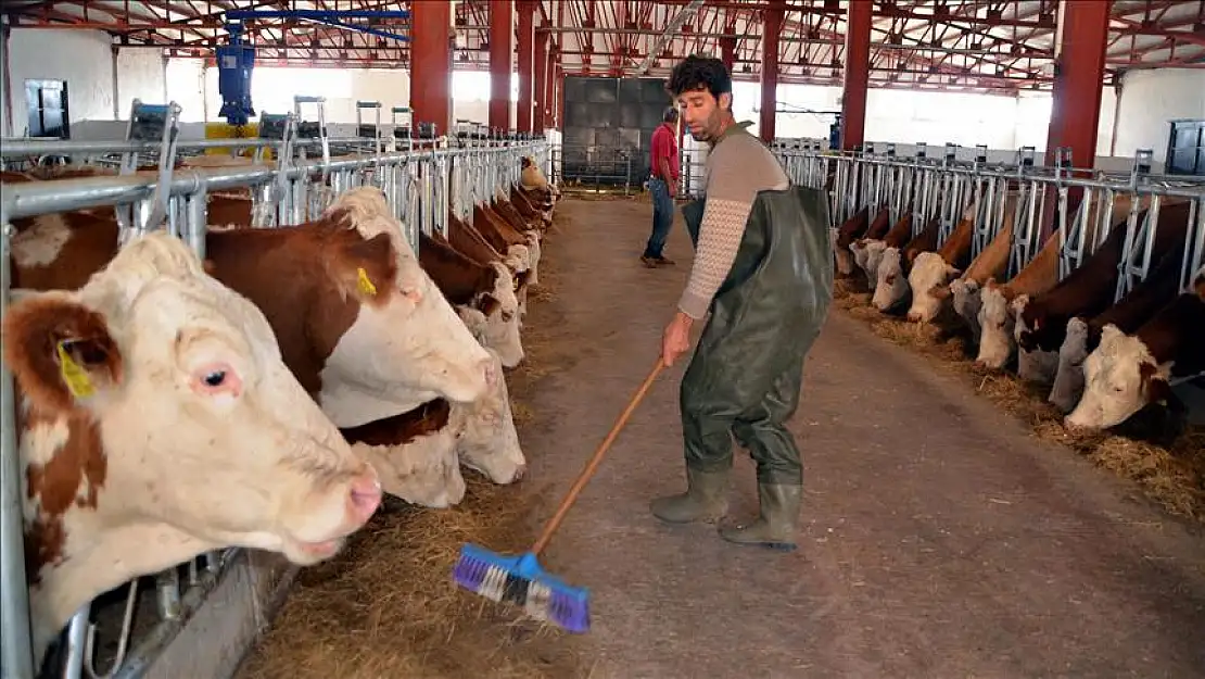Hayvancılıkta 'elektronik küpe' hazırlığı