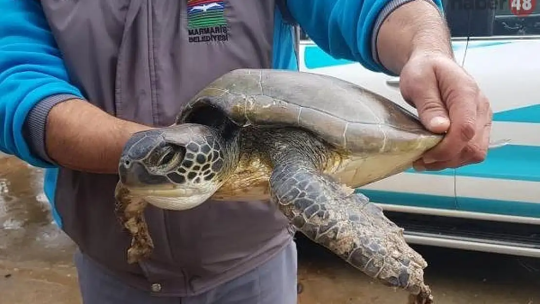 Yaralı Bulunan Yavru Caretta Caretta