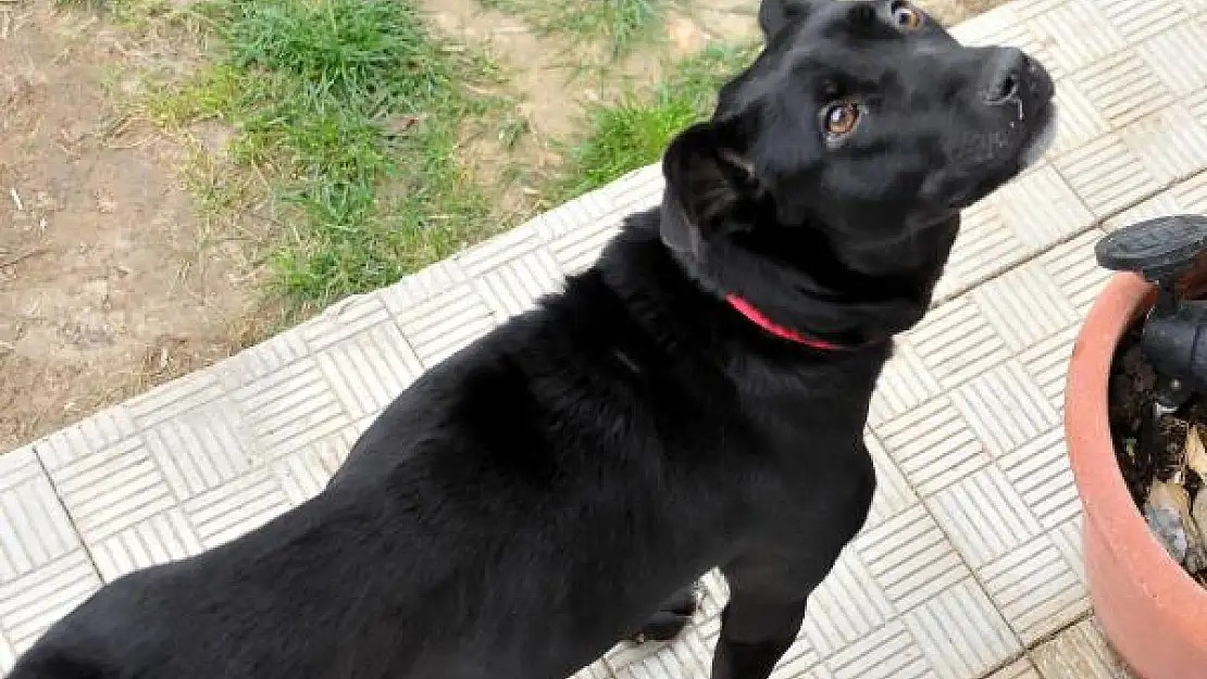 DAYAK YİYEN KÖPEĞİN SÜTÜ KESİLDİ, YAVRULARI TELEF OLDU
