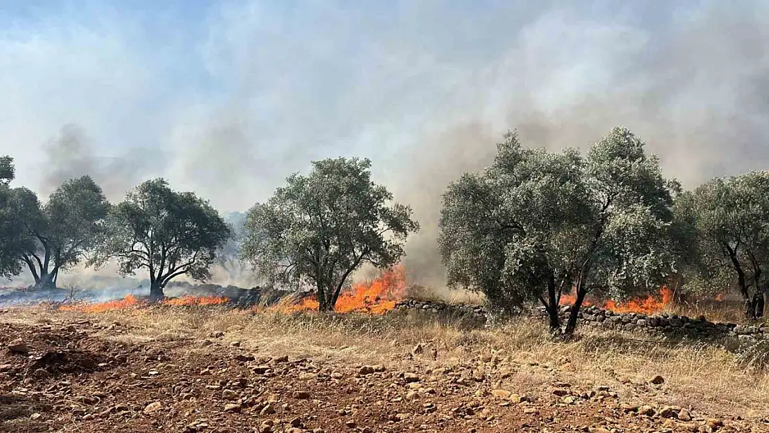 Köyceğiz'de zeytinlik alanda yangın çıktı