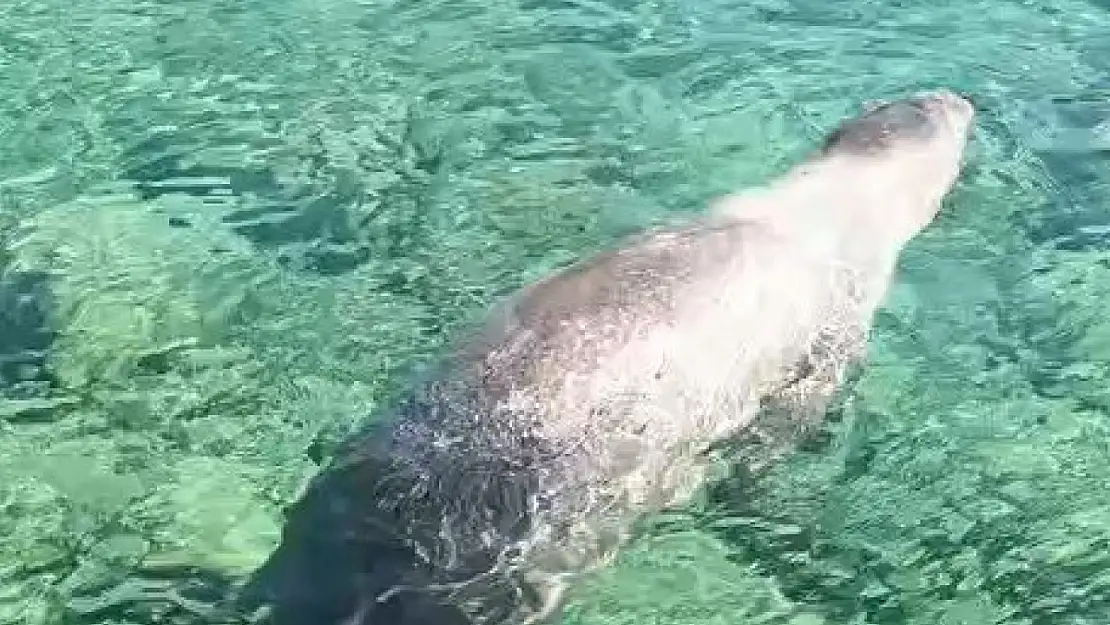 Marmaris'in yeni misafiri! Fok balığı Çiftlik Koyu'nda görüntülendi