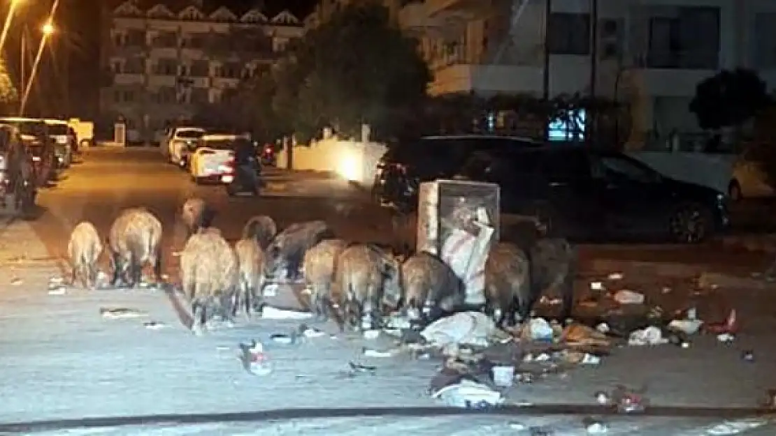 Marmaris'te domuz alarmı! Çöpler toplanmayınca sokaklar onlara kaldı
