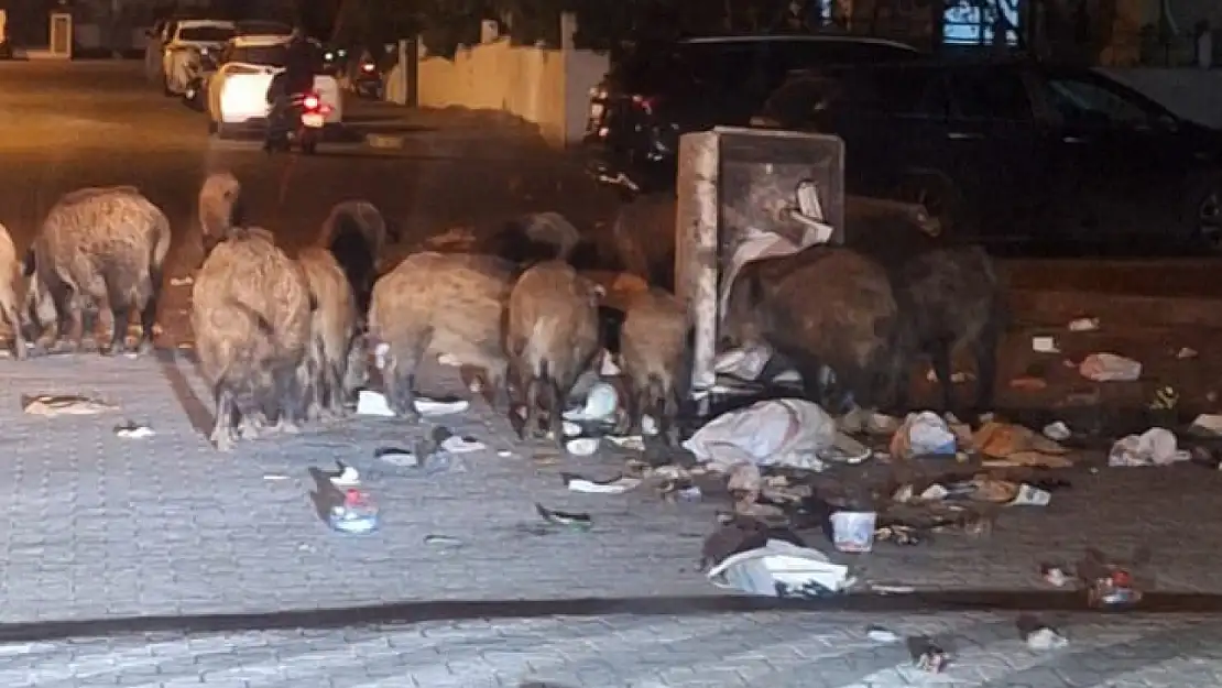 Marmaris'te domuz alarmı: Sokaklarda tehlike büyüyor, vatandaş tedirgin