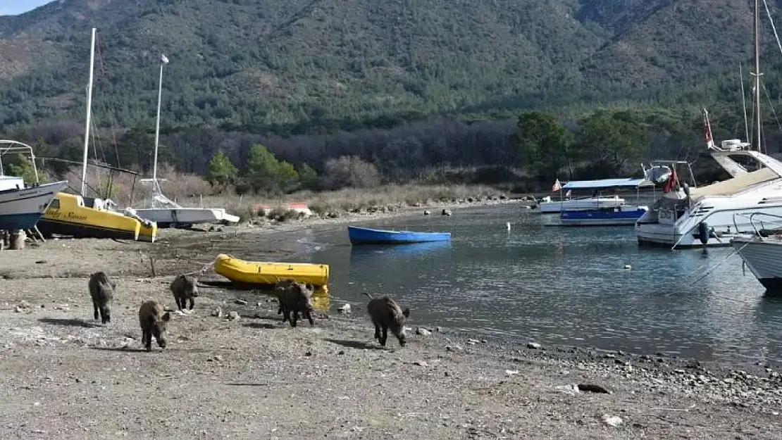 Marmaris'te yaban domuzları, sahilde yiyecek ararken görüldü