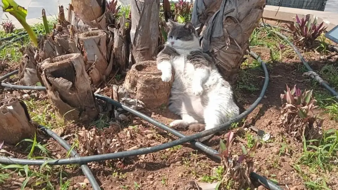 Marmarisli kedi, işçiler çalışırken yan gelip yattı