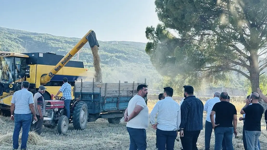 Menteşe'de buğday hasadı tamamlandı, 7 bin ton rekolte bekleniyor