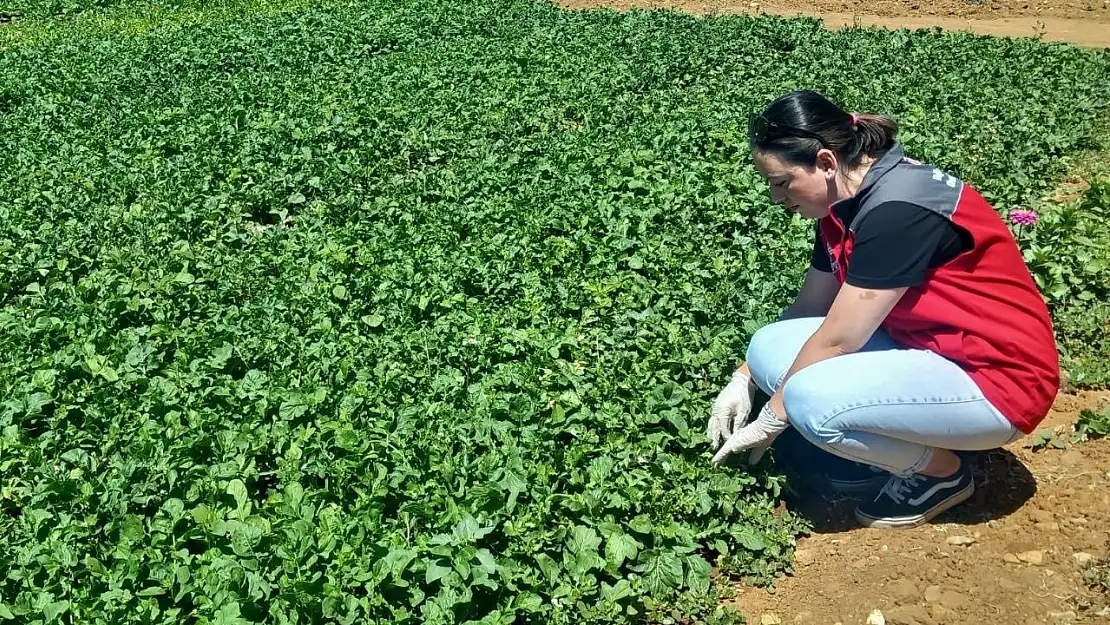 Menteşe'de ekipler gıda güvenliği için harekete geçti!
