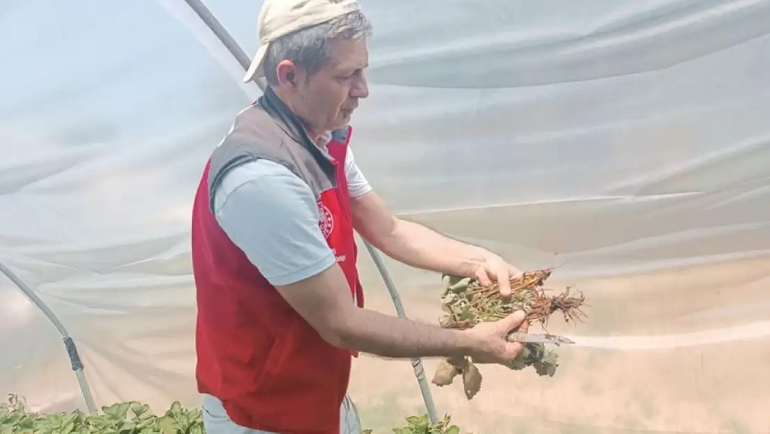 Menteşe'de tarım ekipleri çilek ve domates tarlalarını denetledi