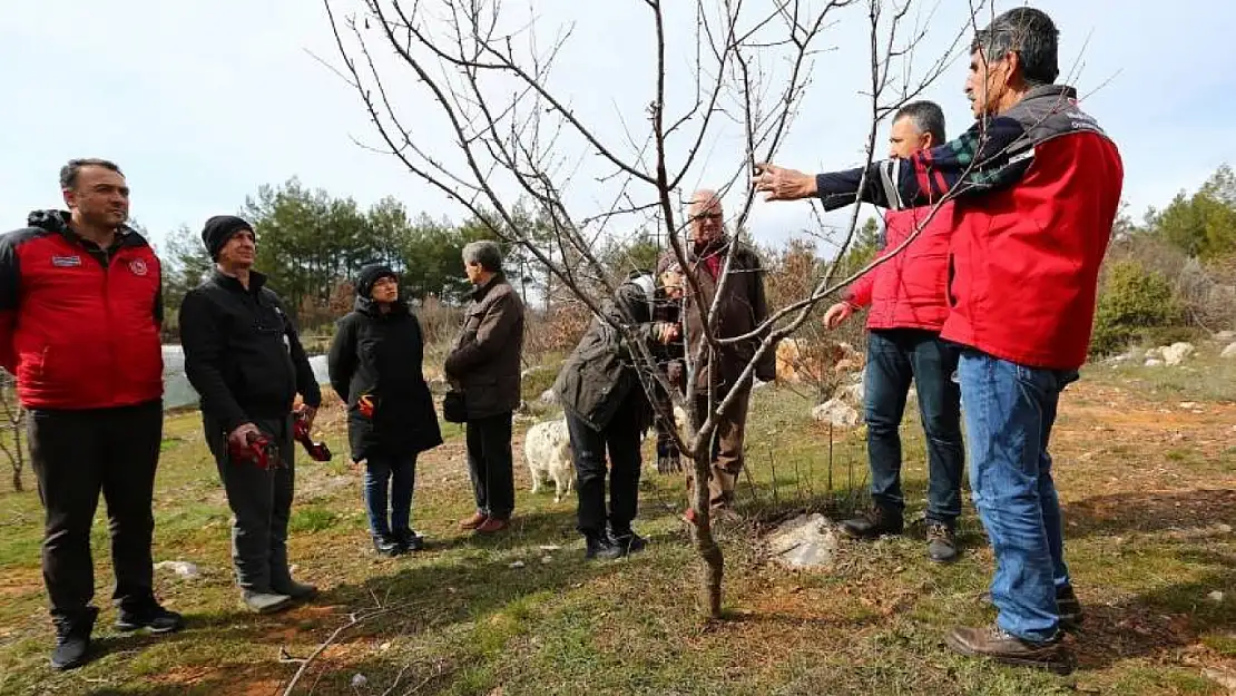 Menteşe'deki üreticilere meyve ağaçlarında budama eğitimi