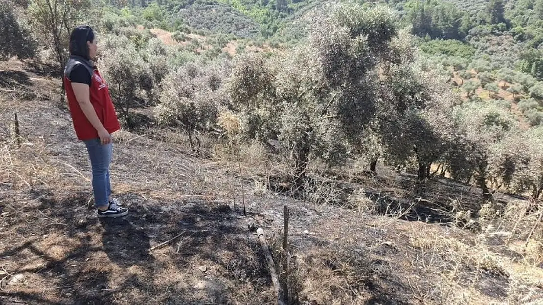 Menteşe'deki yangına yönelik hasar tespiti yapıldı! Üreticilerin zararları karşılanacak