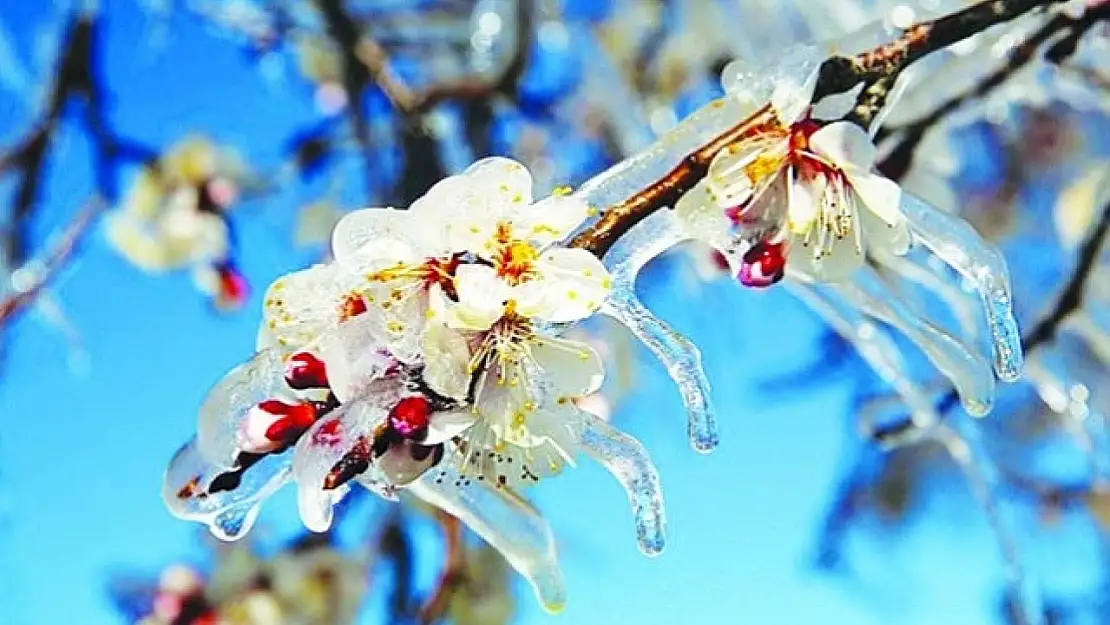 Meteoroloji'den Muğla'ya 'Zirai don' uyarısı!