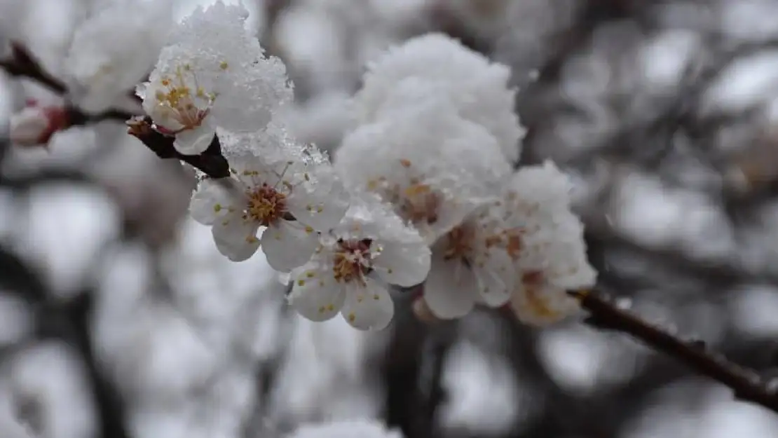 Meteorolojiden zirai don uyarısı! İşte etkilenecek bölgeler