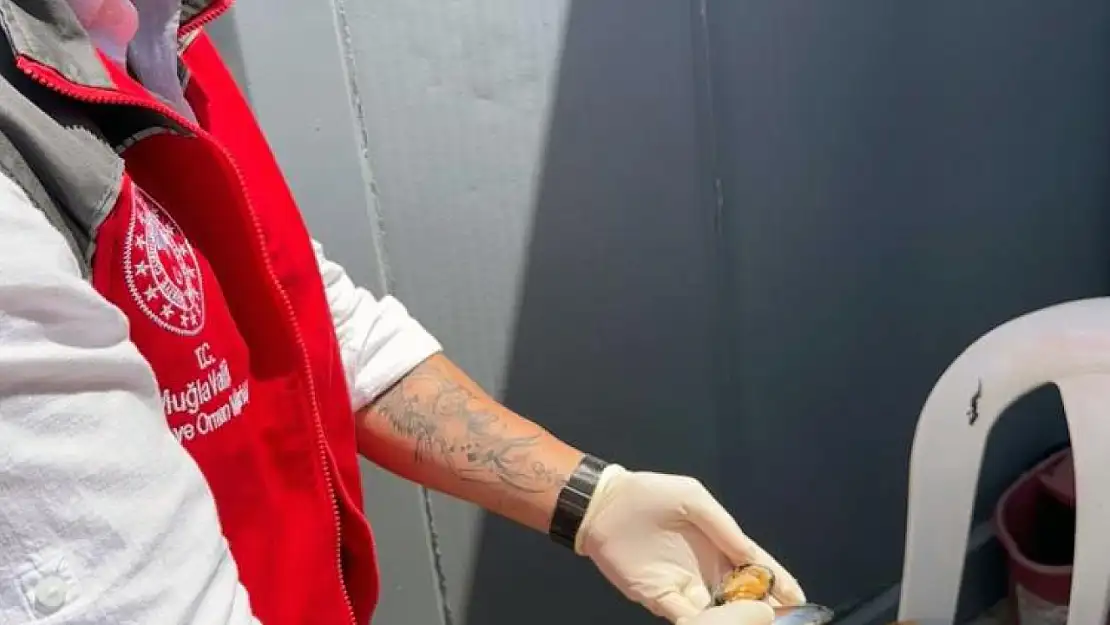 Muğla'da 100 Kilogram sağlıksız midyeye el konuldu