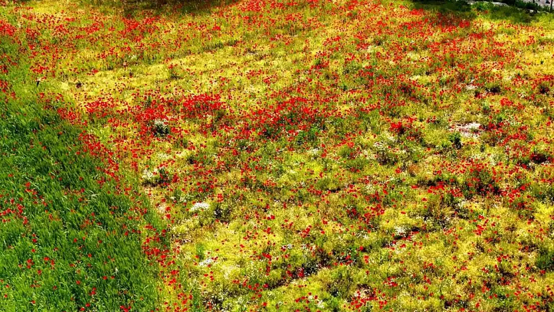 Muğla'da boş bırakılan mahalleyi gelincikler kapladı: Adeta kartpostal