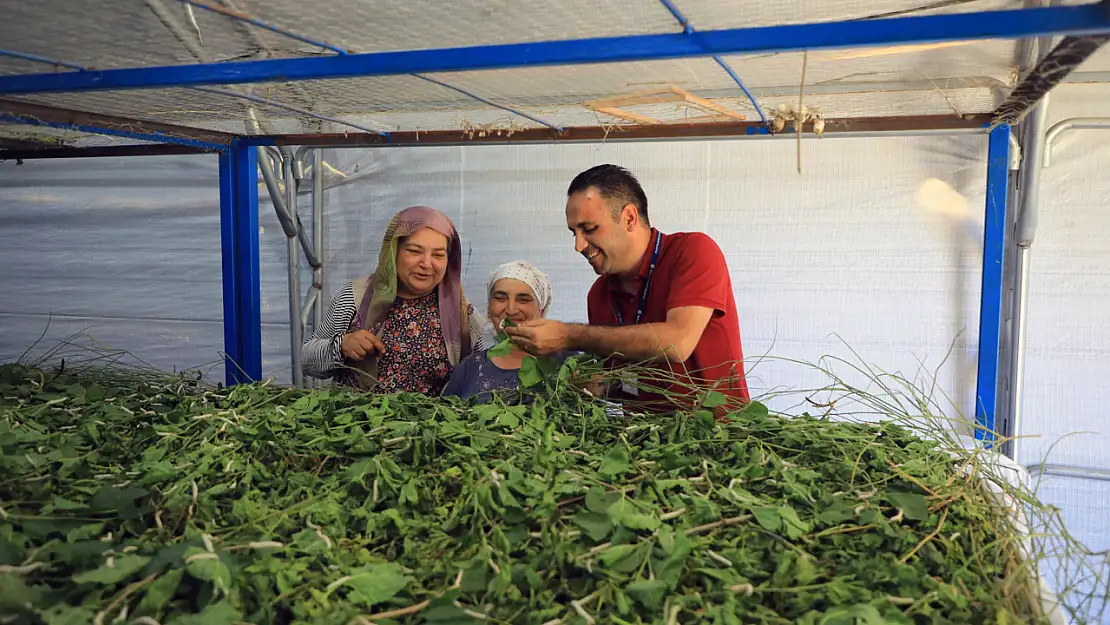 Muğla'da ipekböcekçiliği yeniden canlanıyor