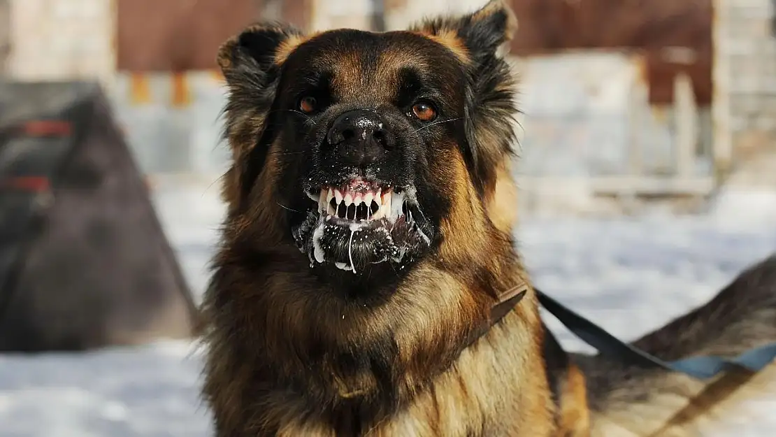 Muğla'da köpek saldırısı: 11 yaşındaki çocuk yaralandı
