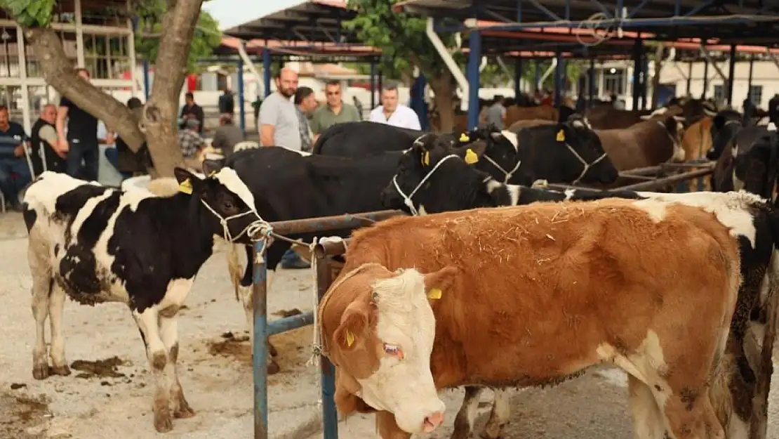 Muğla'da Kurban Bayramı hazırlıkları: Kurban kesim ücretleri belli oldu