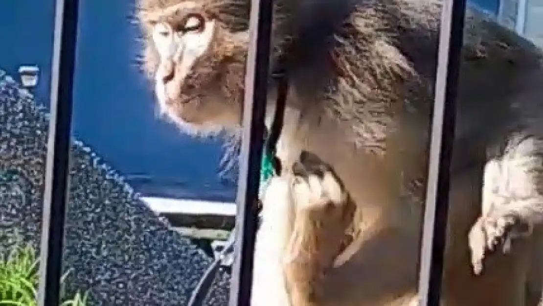 Muğla'da sokakta dolaşan maymun paniğe neden oldu