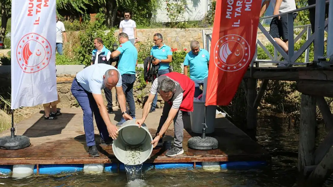 Muğla'daki göletlere 205 bin yavru sazan bırakıldı