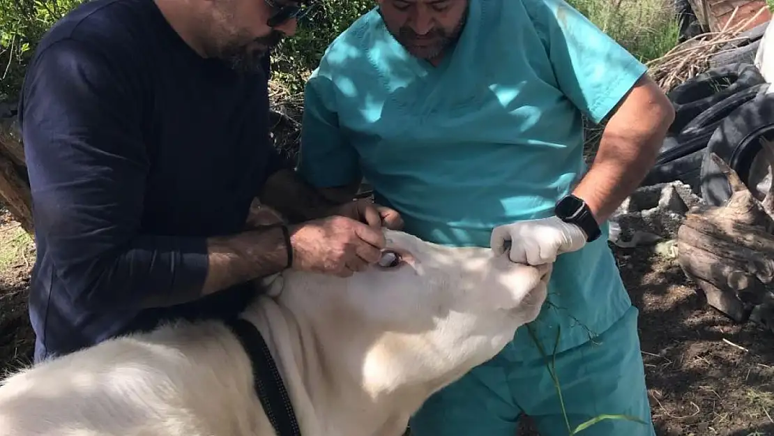 Ortaca Belediyesi, büyükbaş hayvanlara Brucella yaptı