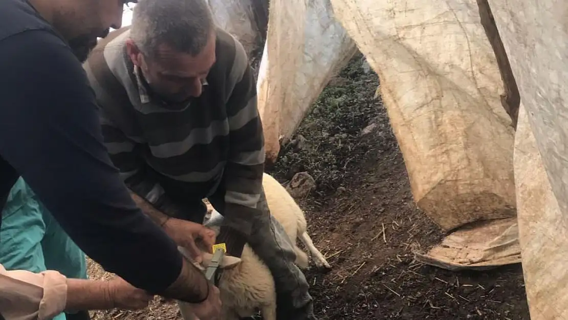 Ortaca'da küçükbaş hayvanlara aşılama ve kimliklendirme çalışmaları yapılıyor
