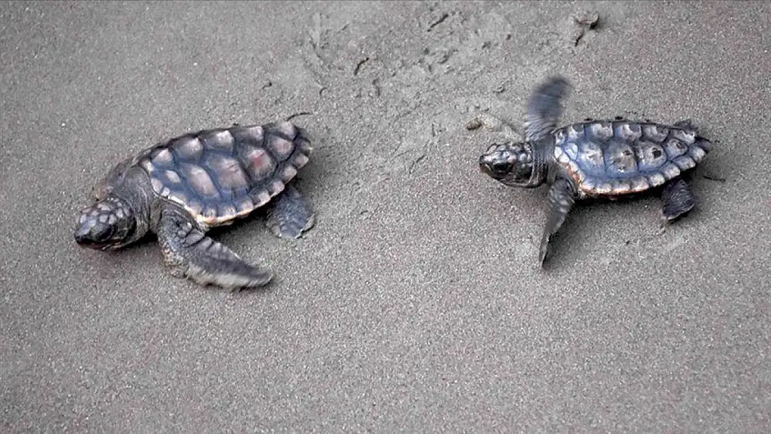 Ortaca'daki İztuzu Sahili'nde caretta caretta heyecanı! 350 yavru denize ulaştı