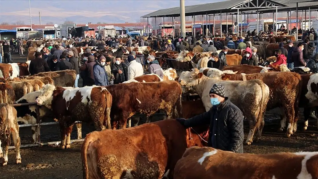 Şap Alarmı! Ülke genelindeki tüm hayvan pazarları kapatıldı