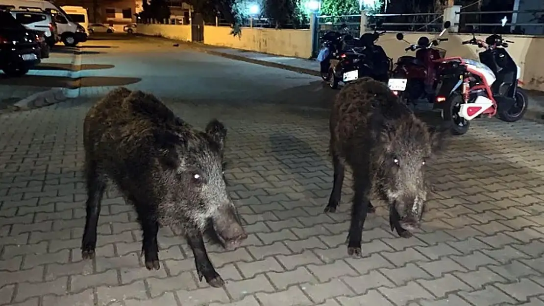 Şehir merkezine iniyorlar: Muğla'nın gündeminde yaban domuzları var